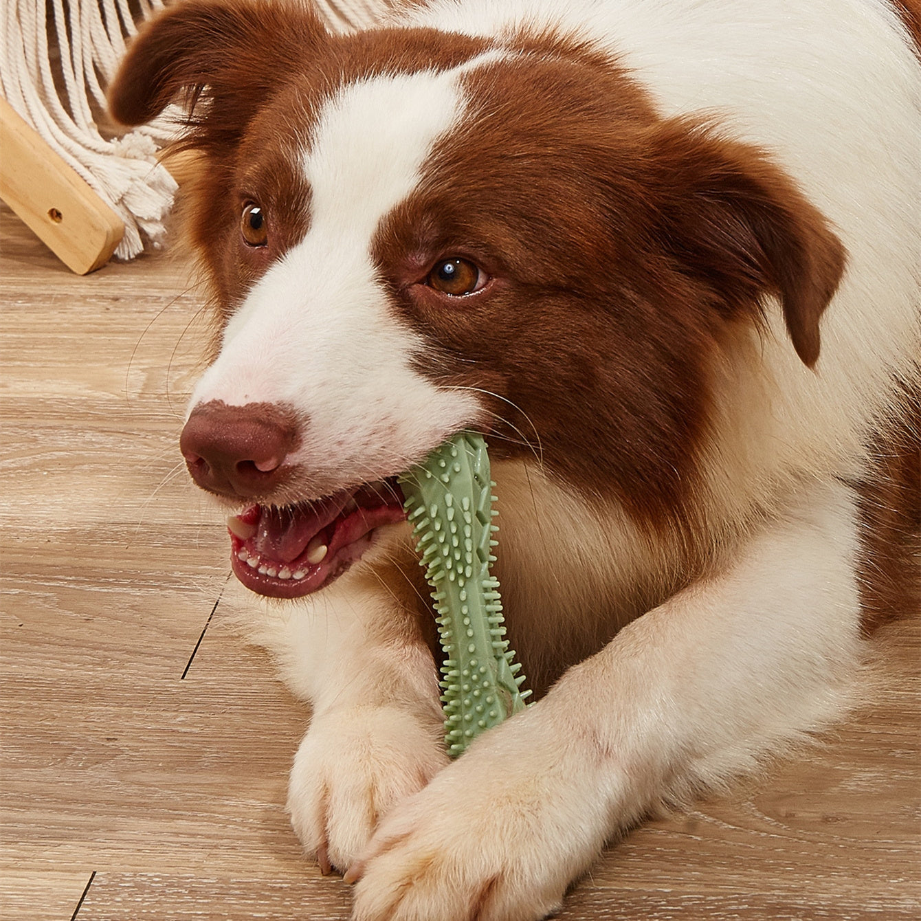 Dog Teeth Cleaning Toys